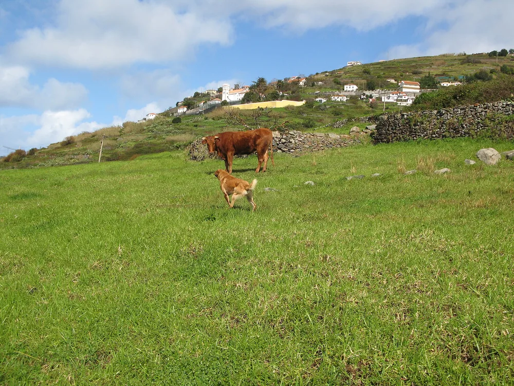 View of Fajã da Ovelha